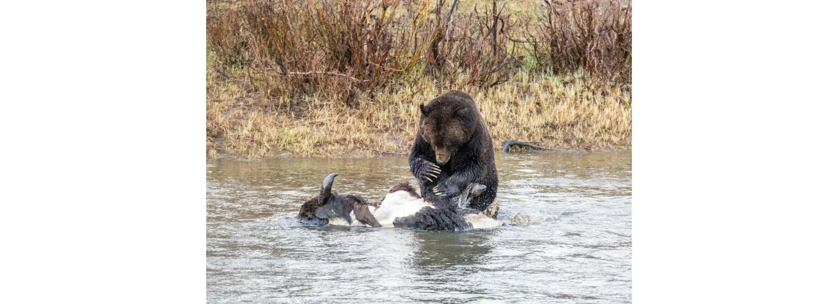 post-The Ultimate Guide to Yellowstone National Park Wildlife: Where America's Greatest Wilderness Comes Alive